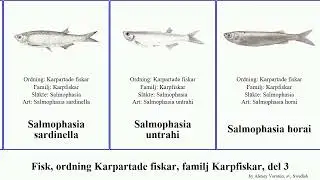 Fisk, ordning Karpartade fiskar, familj Karpfiskar, del 3 puntius salmophasia rasbora rhinichthys