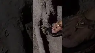 funny froge