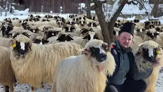 OILE TÂNĂRULUI ANDREI ALBONI DE LA RĂCHITOVA, JUDEȚUL HUNEDOARA/ PASIUNE,AMBIȚIE ȘI MUNCĂ 