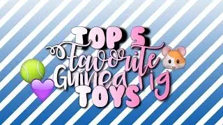 ♡Top Favorite  Guinea Pig Toys ♡
