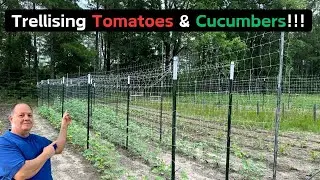 Trellising Cucumbers & Tomatoes! #gardening #smallfarm #marketgardening #farming #vegetables #farm