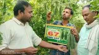 Bitter gourd 67 Kaveri seed Company ltd