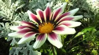 Flowers in Moose Jaw Crescent park