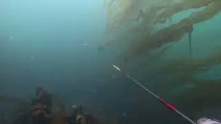 Neah bay Spearfishing 2024