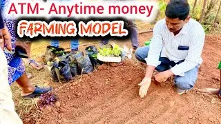 ATM Farming model - Anytime money farming principles introduced in Africa / Ubuntu farm adopts it