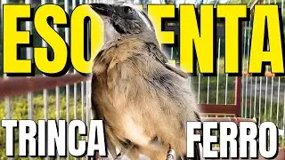 PIADO DE FEMEA MACHEANDO🟢DESTRAVE SEU TRINCA FERRO FRIO🟢 COM TRINCA FERRO CANTANDO🟢