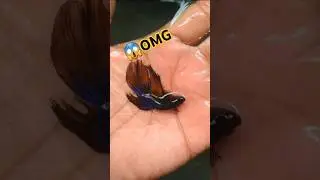 life cycle of black orchid #bettafish #bettafishlifecycle