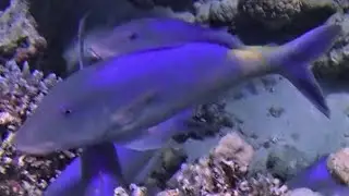 Blue goatfish (Parupeneus cyclostomus) and geometric moray eel (Gymnothorax griseus) cooperation
