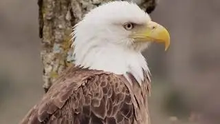 Decorah North Eagles, Awesome Closeup Of Mr&Nictitating Membrane 4/25/19