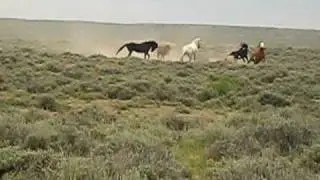 Sand Wash Basin Bachelor Stallions