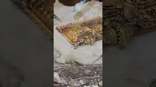 making of (tavta) 22k gold ✨️ #gold #jewellery #jewellerydesign #viral #youtubeshorts