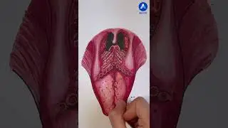 Anatomie de la langue humaine #shorts
