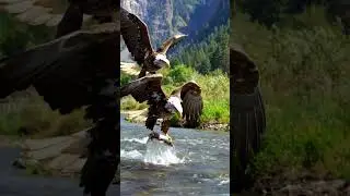 Pair Up Fishing in the River 9:16-406 #wildlife #eagles #pair #fishing #shorts