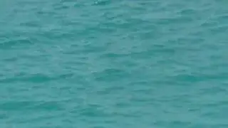 Galapagos Islands  - Darwin Finch!