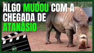 Atan&aacute;sio chegou e algo mudou: f&ecirc;meas entram no cio