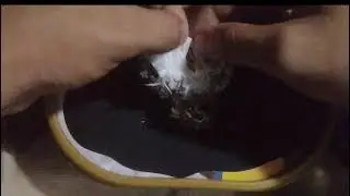 EGG PULLING ON MY TARANTULA