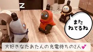ふたりにフラれた「しょうちゃん」💕でも、最後は❤️