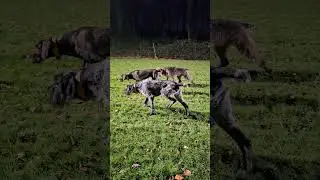 Deutsch Drahthaar/Training Gehorsam/ Vorstehen