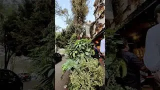 Food, Luscious Nature, Architecture & Curb Appeal #mexicocity #architecture #nature
