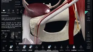 Anatomy of ￼Genitofemoral nervec