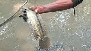 Giant Monster Fish Catch 2026 | Unbelievable Big Pond Fishing Highlights