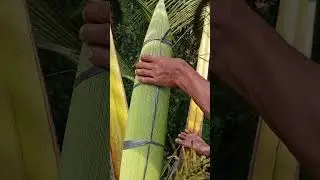 Preparing the coconut flower for tapping #coconut sap #farming #satisfying