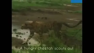 How a Cheetah hunts when Zebras graze without noticing the closing in.