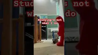 I don&rsquo;t like to study (Elmo Meme) #elmo #handpuppet #memes #funny #humor #sesamestreet