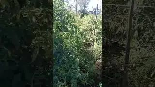 Chilies that reach more than 3 meters in height #farming #agriculture #agriculturaltechniques #ag...