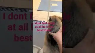 my best friend #germanshepherdlovers #germanshepherd #viral #shortvideos #doglover