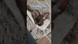 Корниш-Рекс Ириска