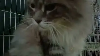 Ear itchy😸