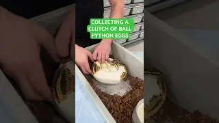 Collecting a Beautiful Clutch of Ball Python EGGS