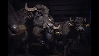 Behind the Label: An Investigation into Italy&rsquo;s Buffalo Mozzarella Industry