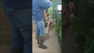 IL N'Y A PAS DE MAUVAIS CHIEN, IL N'Y A QUE DE MAUVAIS MAÎTRE !