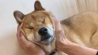 パパにもてあそばれる柴犬
