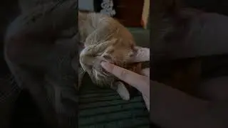 He&rsquo;s so patient 😭😭 #pets #funny #cute #petchallenge #viralpets #catshorts #cutecat