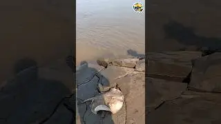 Pesca de pez raya con linea de mano en el r&iacute;o meta