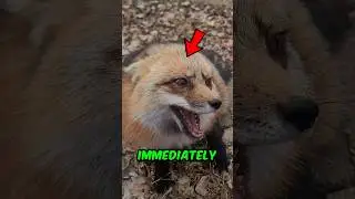 Are Foxes Dangerous to Humans? The Truth Might Surprise You 🦊
