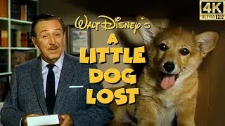 Walt Disney's Little Dog Lost (1963) - Wonderful World of Color (4K)