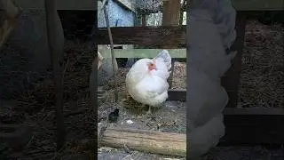 Big Rosie Little baby #newbornchicks 🐤