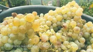 Vendemmia in Cartizze, Valdobbiadene, Ruggeri Prosecco Superiore docg