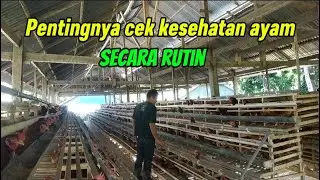 Peternak Wajib Tau,,!! Pentingnya Rutin Cek Kesehatan Ayam