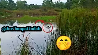 gabus lompat indah 3 kali nyambar #gabus