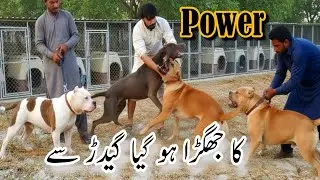 Bully Dog kenal . Bully dog walk at night bully dogs exersise . bully breed power show 