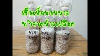 เห็ดขอนขาว การทำเชื้อเห็ดขอนขาวจากข้าวเปลือก ตอนที่ 3