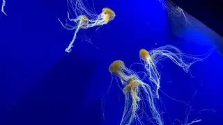 Jelly FishJellyfish&nbsp;and&nbsp;sea jellies&nbsp;are the informal common names given to the medusa-phase