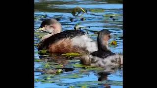 Australasian Grebe #birds #australia #conservation #wetlands #Lake Wallace #ecology #wildlife