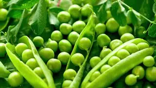 The Life Cycle of Peas | Modern Agricultural Planting and Harvesting of Green Peas