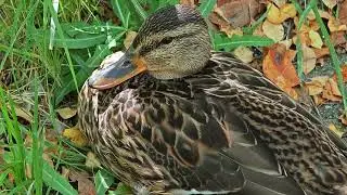 Милые уточки! Ducks swimming in the pond and taking food from my hand! 🦆